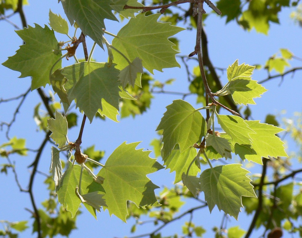 London Plane Tree in Sydney CBD